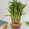 Treevayu 3 Layer lucky bamboo